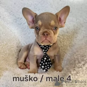 Photo №4. I will sell french bulldog in the city of Trstenik.  - price - negotiated