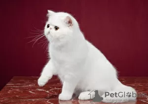 Photo №2 to announcement № 41775 for the sale of exotic shorthair - buy in Russian Federation breeder