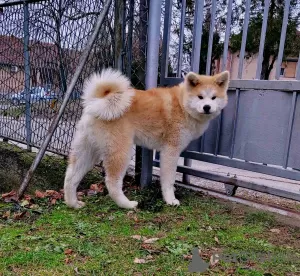 Additional photos: Japanese Akita Inu puppies