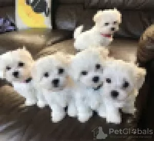 Photo №2 to announcement № 120632 for the sale of maltese dog - buy in Finland private announcement, breeder