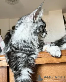 Photo №3. Maine coon. Germany