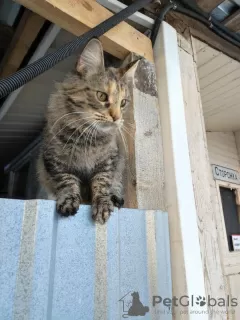 Additional photos: Kitty Lesya dreams of a home.