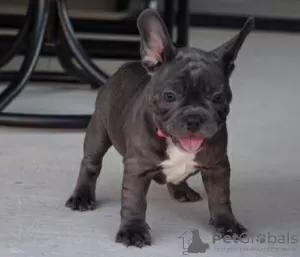 Photo №2 to announcement № 65053 for the sale of french bulldog - buy in Hungary 