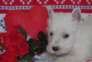 Photo №1. west highland white terrier - for sale in the city of Boulogne-Billancourt | 838$ | Announcement № 864