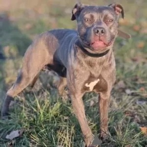 Additional photos: Bluenose Pitbull Puppies