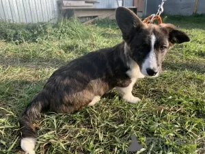 Additional photos: Cardigan Welsh Corgi puppies