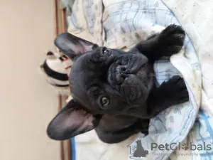 Photo №3. French Bulldog FCI. Poland