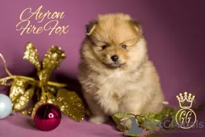 Photo №3. Small German Spitz puppies. Russian Federation