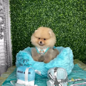 Photo №4. I will sell pomeranian in the city of Aventura. breeder - price - 1500$