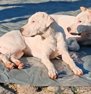 Photo №4. I will sell dogo argentino in the city of Aleksinac. private announcement - price - negotiated