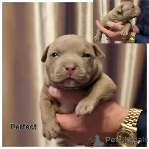 Additional photos: American bully puppy