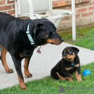 Photo №2 to announcement № 126357 for the sale of rottweiler - buy in Germany private announcement