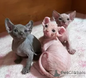 Photo №1. sphynx cat - for sale in the city of Zagreb | 250$ | Announcement № 115351