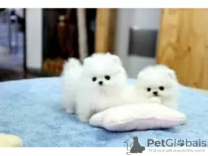 Photo №2 to announcement № 10726 for the sale of pomeranian - buy in Russian Federation private announcement