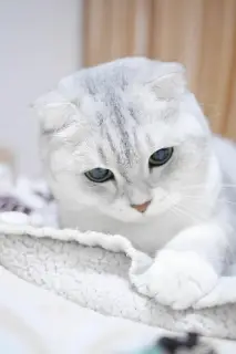 Photo №2. Mating service scottish fold. Price - 250$