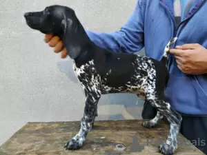 Photo №1. german shorthaired pointer - for sale in the city of Lapovo | negotiated | Announcement № 117598