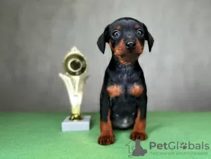 Photo №2 to announcement № 98897 for the sale of miniature pinscher - buy in Germany breeder