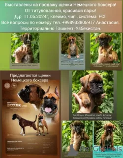 Photo №1. boxer - for sale in the city of Tashkent | negotiated | Announcement № 111313