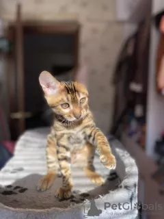 Additional photos: Bengal kitten