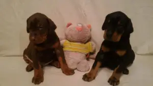 Additional photos: Doberman puppies