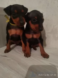 Photo №1. miniature pinscher - for sale in the city of Bobruisk | 215$ | Announcement № 18286