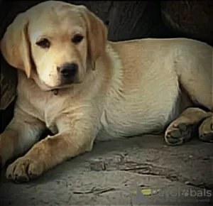 Additional photos: Labrador retriever puppies