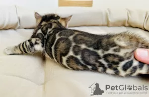 Additional photos: Bengal kittens