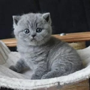 Photo №2 to announcement № 95312 for the sale of british shorthair - buy in Ukraine 