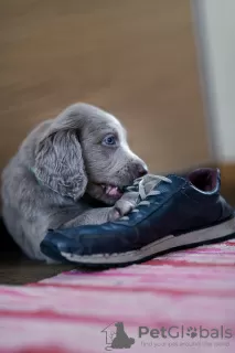 Additional photos: Long haired Weimaraner puppy