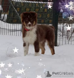 Photo №1. australian shepherd - for sale in the city of Москва | 675$ | Announcement № 12124