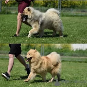 Additional photos: Eurasier puppies