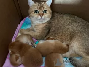 Additional photos: Golden chinchilla kittens