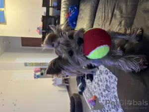 Additional photos: yorkshire terrier puppy