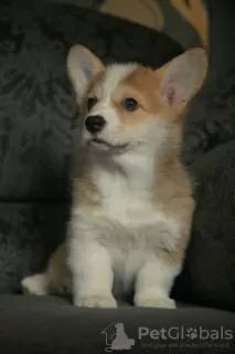 Photo №3. Welsh corgi puppies. Belarus