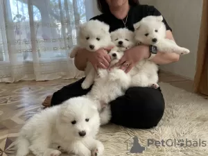 Photo №4. I will sell samoyed dog in the city of Odessa. private announcement, breeder - price - 528$