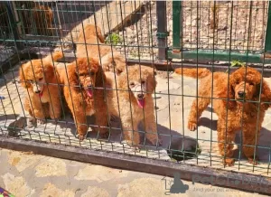 Photo №3. Royal Poodle puppies. Serbia