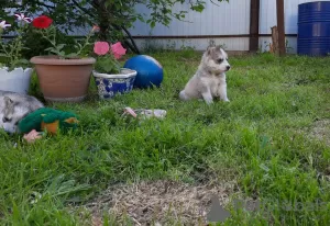 Photo №3. Puppies. Russian Federation