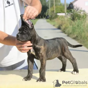 Photo №3. Cane Corso puppies for sale. Serbia