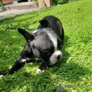 Additional photos: french bulldog puppies for sale