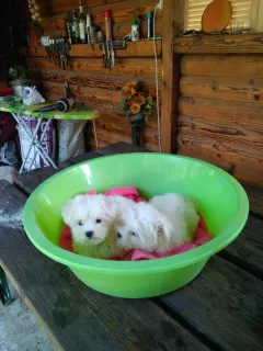 Photo №1. maltese dog - for sale in the city of Sevastopol | negotiated | Announcement № 6197