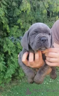 Photo №4. I will sell cane corso in the city of Loznica.  - price - negotiated