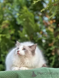 Photo №2 to announcement № 65082 for the sale of persian cat - buy in Greece private announcement