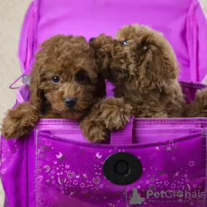 Photo №1. poodle (toy) - for sale in the city of Balashikha | 2285$ | Announcement № 9396