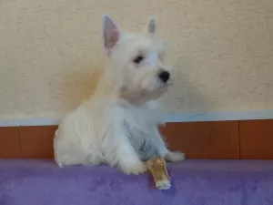 Photo №2 to announcement № 6129 for the sale of west highland white terrier - buy in Russian Federation from nursery, breeder