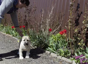 Additional photos: Central Asian Shepherd Dog Alabay