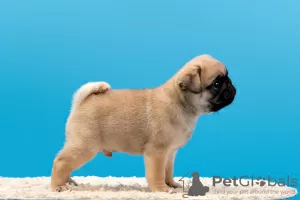 Photo №1. pug - for sale in the city of Москва | 1620$ | Announcement № 16299