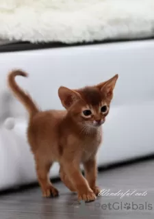 Additional photos: Abyssinian kittens of wild and sorrel color