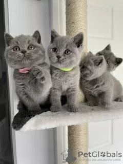 Photo №1. british shorthair - for sale in the city of Ciney | Is free | Announcement № 129692