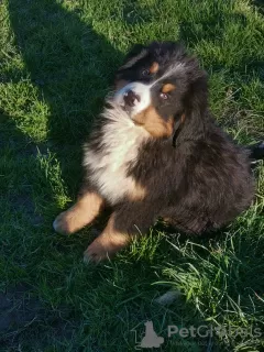 Photo №3. Male Bernese Mountain Dog LOF - 3 months - Big Size. France