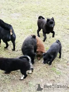 Photo №1. swedish lapphund - for sale in the city of Berlin | Is free | Announcement № 126636